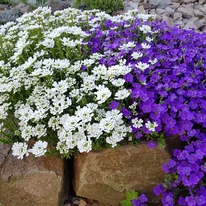 Iberis sempervirens P9 - Örökzöld tatárvirág