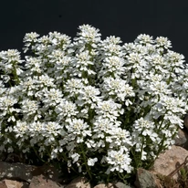 Iberis sempervirens P9 - Örökzöld tatárvirág