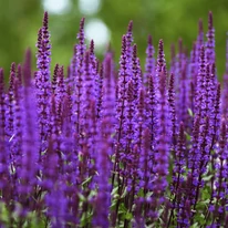 Salvia sylvestris Mainacht - Erdei zsálya