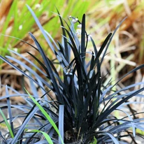 Ophiopogon planiscapus Niger CS9 - Kígyószakáll
