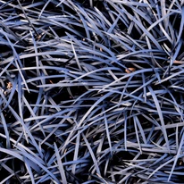 Ophiopogon planiscapus Niger CS9 - Kígyószakáll