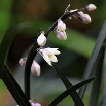 A Ophiopogon planiscapus Niger bájos virágai tündökölnek a fekete lombozatban.