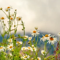 A réti margaréta fehér virágzata.