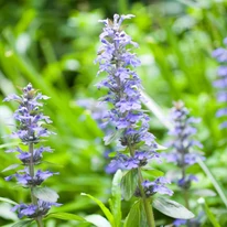 Ajuga CS9 - Sárga levelű ínfű