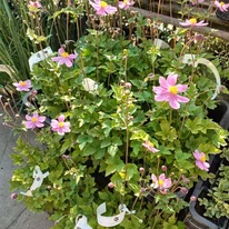 Anemone x hybrida - Rózsaszín szellőrózsa