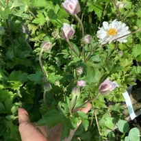 Az Anemone fehér virága és lombozata.