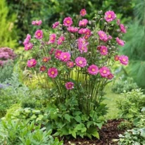 Anemone hybrida -  Féltelt, rózsaszín szellőrózsa