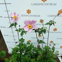 Az Anemone hybrida Serenade virágzásban.