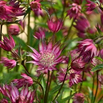 Astrantia major Star of Love - Rózsaszín völgycsillag
