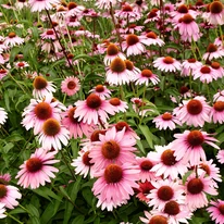 Rózsaszín Echinacea purpurea mix.