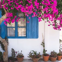 Bougainvillea, murvafürt teljes virágzásban.