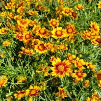 A Coreopsis Li'l Daybreak sárga virágai közelről.