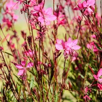 Felálló szárai kompakt bokrot alkotnak a Geyser Pink díszgyertya évelőnek.