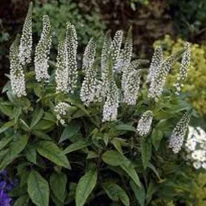 Teljes virágzásban lévő Lysimachia clethroides.