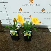 A Hemerocallis Stella de Oro sárga virágai.