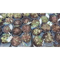 Tavaszi, visszametszett Heuchera micrantha.