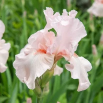 Iris cherished CS14 - Púderrózsaszín nőszirom