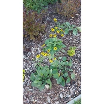 Rudbeckia fulgida - Pompás kúpvirág