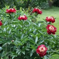 A Paeonia lactiflora Charles Burgess tő virágzásban.