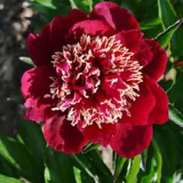 A Paeonia lactiflora Charles Burgess virága.