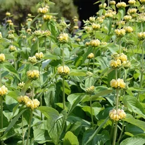 Csoportosan ültetve struktúrát ad kertednek a Phlomis russeliana habitusa.