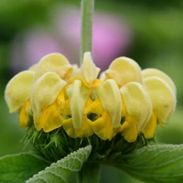 Hosszan virágzik a Phlomis russeliana.