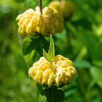 Napfényimádó Phlomis ruselliana magas évelő. 