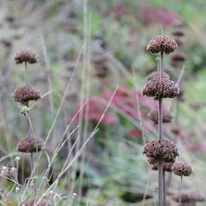 Megszáradva is csodás látványt nyújtanak a Phlomis russeliana évelők.