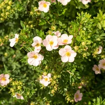 A Potentilla fruticosa virágzása.