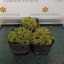 A Potentilla nitida cserépben, közelről.
