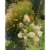 Rudbeckia fulgida - Pompás kúpvirág