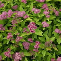 A Spiraea japonica teljes virágzásban.