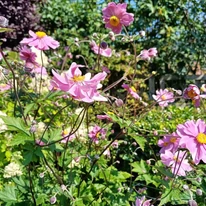 Anemone x hybrida - Rózsaszín szellőrózsa