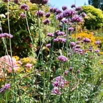 Verbena bonariensis CS9 - Ernyős verbéna