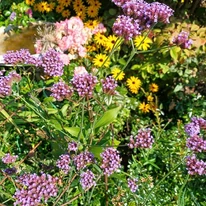 A  Verbena bonariensis teljes virágzásban.