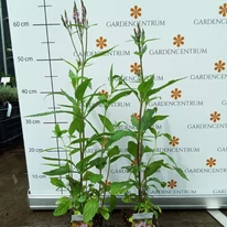 A Verbena hastata Rosea konténerben, szárral, virággal.