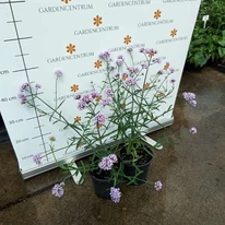 Verbena bonariensis Lollipop CS14 - Alacsony ernyős verbéna