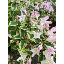 A Weigela Nana Variegata teljes virágzásban.