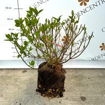 Földlabdás bugás hortenzia Limelight fajtája áprilisban telephelyünkön.