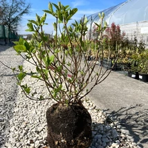 Földlabdás bugás hortenzia Limelight fajtája áprilisban telephelyünkön.