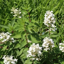 Hydrangea paniculata Confetti bugás hortenzia virágzata közelről.