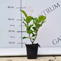 Kis méretű bugás hortenzia tövek vegyes színekben.