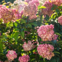 A Petite Cherry törpe bugás hortenzia különleges színátmenetes virágfejei.