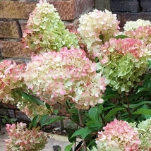 Hydrangea paniculata Petite Flori törpe bugás hortenzia kinézete.