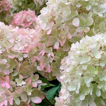 Hydrangea paniculata Petite Flori törpe bugás hortenzia kinézete.