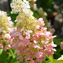 Pink Lady bugás hortenzia virágzatának kinézete közelről.