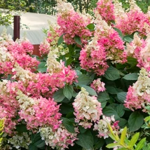 Pink Lady bugás hortenzia virágzatának kinézete közelről.
