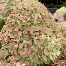 Hydrangea paniculata Pixio csodás, tömött, színváltós virágzata.