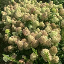 Hydrangea paniculata Pixio csodás, tömött, színváltós virágzata.