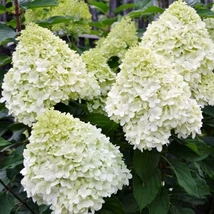 Hydrangea paniculata Polar Bear bugás hortenzia csodás fehér kinyílt virágzata.